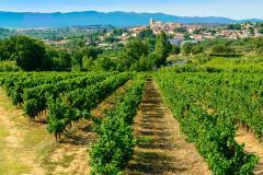 vignoble-autour-beziers-logicimmo