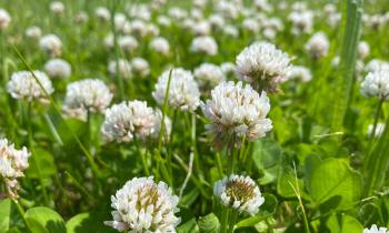 	Le trèfle blanc est une excellente alternative naturelle au gazon. © MADOKA KAWASAKI – Getty Images