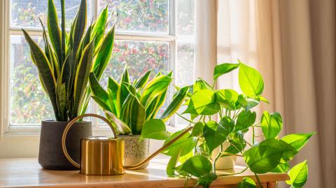 Quel est le bon éclairage pour les plantes d'intérieur ? - Gamm vert