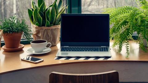 ordinateur bureau plantes