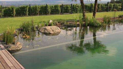 piscine naturelle écologique