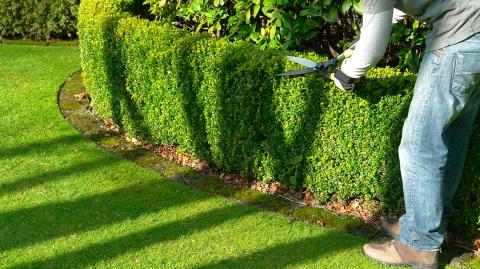 La taille doit s’effectuer en respectant des pratiques strictes qui seront sans danger pour vos végétaux.