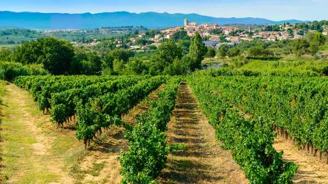 vignoble-autour-beziers-logicimmo