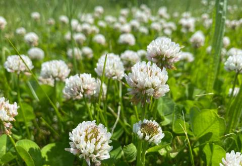 	Le trèfle blanc est une excellente alternative naturelle au gazon. © MADOKA KAWASAKI – Getty Images