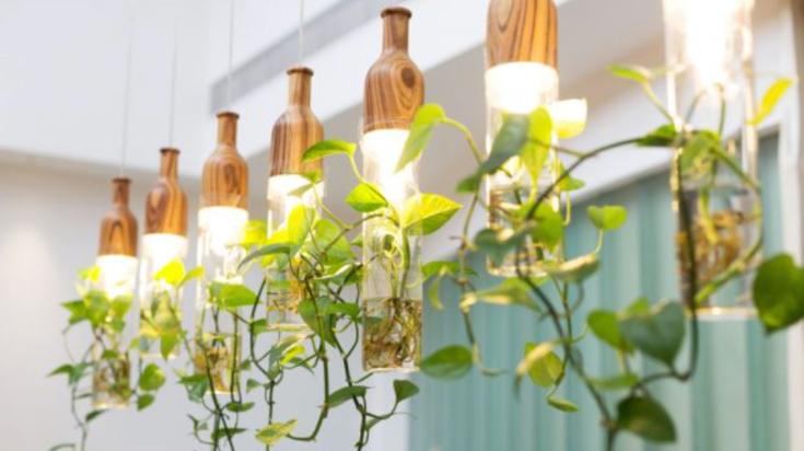 Plantes d'intérieur : la lumière artificielle à la rescousse !